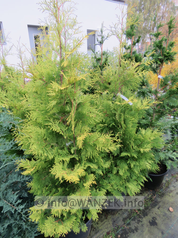 Thuja occidentalis Europe Gold 02 -2m.JPG